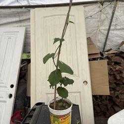 Chayote Verde Espinudo