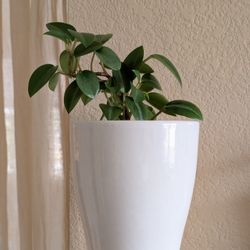 Healthy Beautiful Indoor Plant(Peperomia)