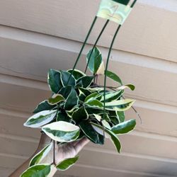 6” hoya queen 