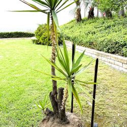 6 foot tall Soft Tip YUCCA - Schidigera ~ Spanish Bayonet
