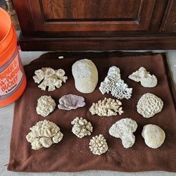 Beautiful Pieces Of Dried Coral Pieces For Decor Or Reef Tanks