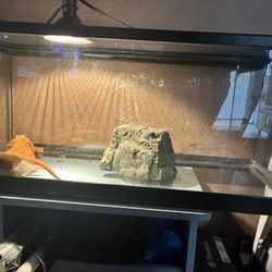 Bearded Dragon Tank