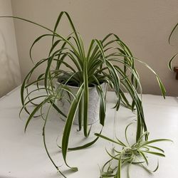 Spider Plant