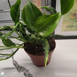 Rare Epipremnum Aureum Shangri-La Aka  Sleeping Pothos or Spinach Pothos