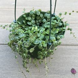 String of turtles, live plant comes in a 6” nursery pot. ✔️ profile for more 🪴