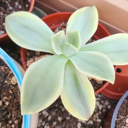 Succulents Plants Variegated Fred Ives Pick Up In Upland 