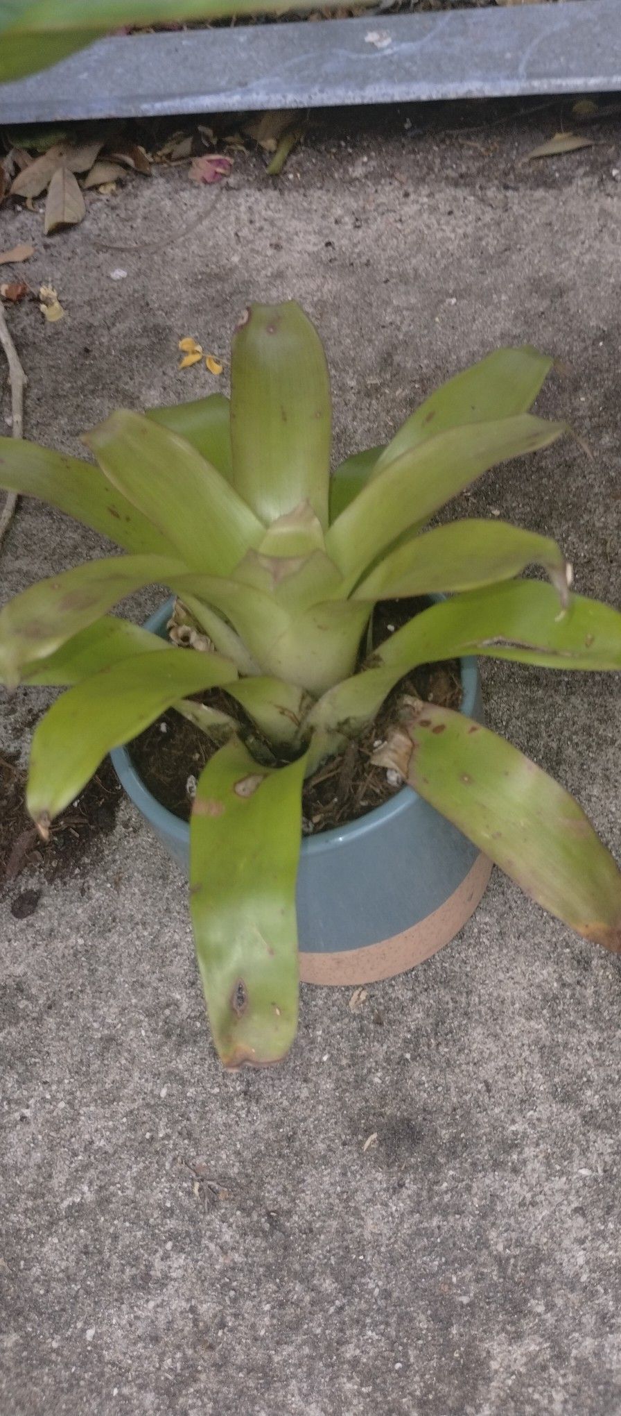 Plant 