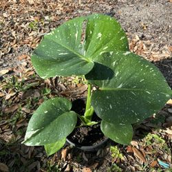6” Monstera Thai Constellation