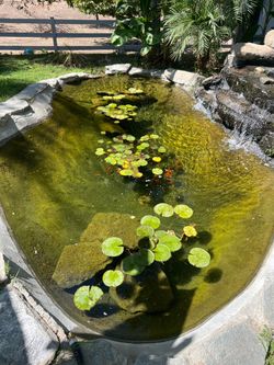 Lilly Pads