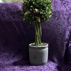 Artificial Plant That Won’t Die On You