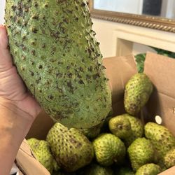 Soursop Fruit - Guanabanas Frescas 