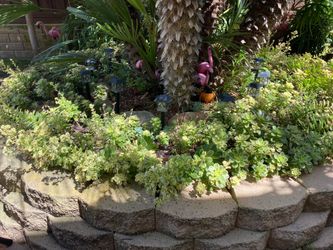 Gorgeous succulents for sale!!!