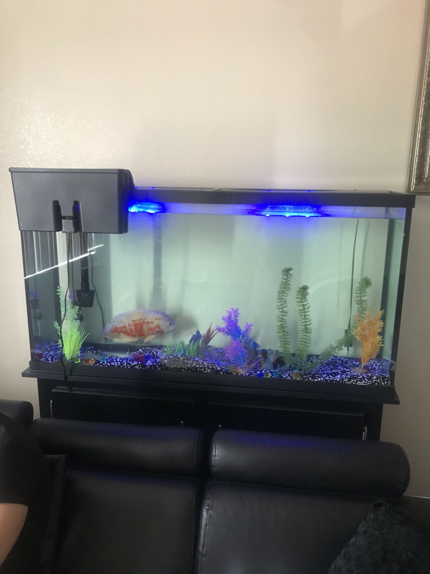 Fish tank 60 gallons with fish included and lights and everything