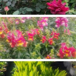 Azaleas 🌺🌹🌺🪴🌵