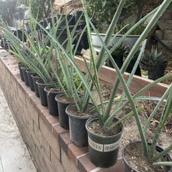 1 Gallon  Furcrea Macdougallii – Fully Rooted, Rare Collector Cactus – Ready to Plant! Drought Tolerant 