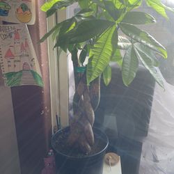 Money Tree Plant