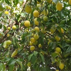 organic yellow lemon