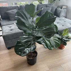 3ft Multi Branch Fiddle Leaf Fig 
