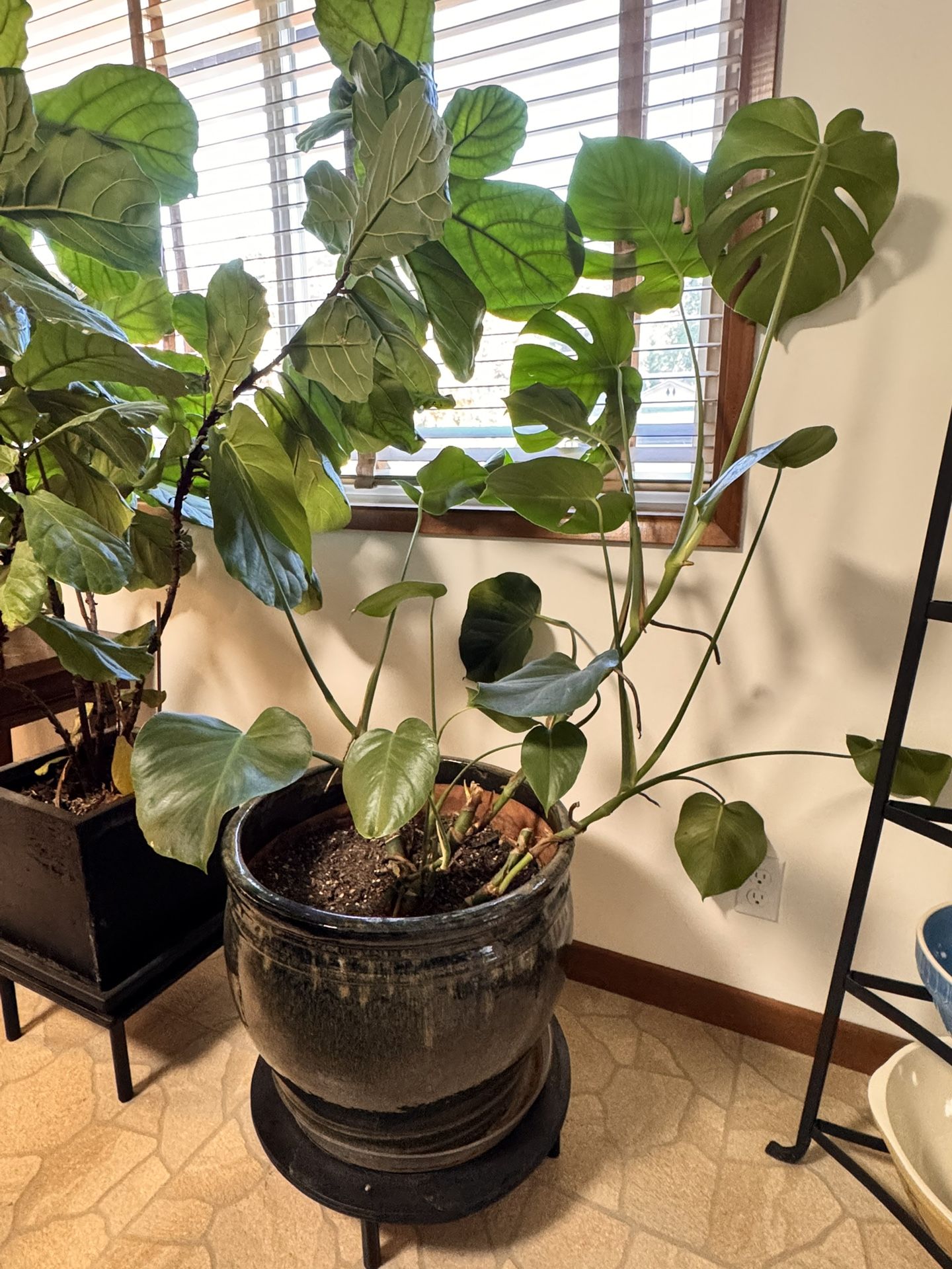 Monstera Plant