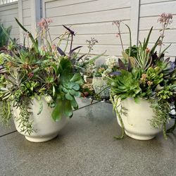 Two Large Succulent Plant Arrangements-$30 Each