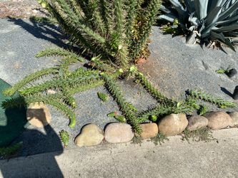 Cactus cuttings