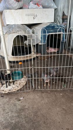 Selling a cage for chihuahuas