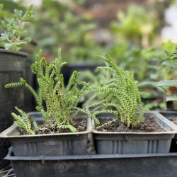 4 Inch Pot Crassula muscosa