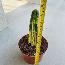 San Pedro Variegated Imported Cactus