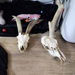 Goat Skull 