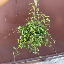 6” hoya lacunosa 