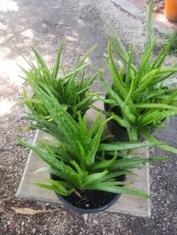 Aloe vera plants