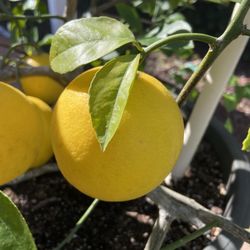 Meyer Lemon 🍋