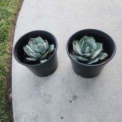 Agave truncata 
