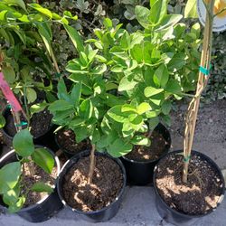 Grafted Dwarf Mexican Lime Trees 😃 🌿 🍋‍🟩