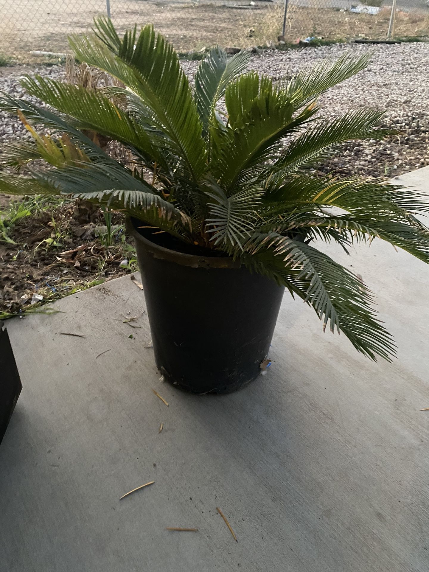 Sago palm