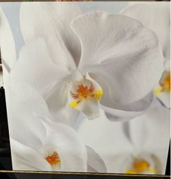 White Orchid Canvas Wall Art Print