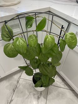 Hoya plant