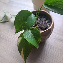 Pothos Plant