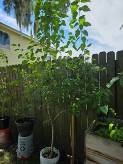 Mulberry tree