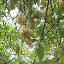 Star fruit 