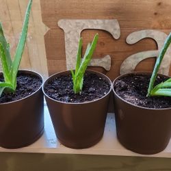 3 Aloe Vera Plants In 6 In Pots