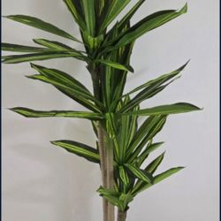 *** NEW LOW PRICE *** 6ft Dracaena in an 10" Tall Green Resin Planter @ Lasting Creations
