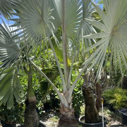 Bismarck Palm ( Free Delivery )