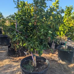 $275 Each Arizonagrown Citrus Trees 