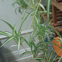 Plant Clippings