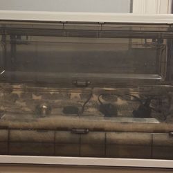 Incubator For Pups Or Kittens 