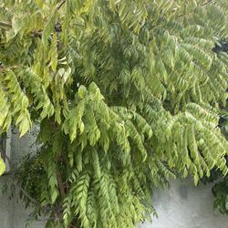 Fresh Curry Leaves