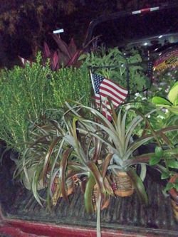 Plants and trees