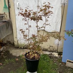 Outdoor Japanese Maple 