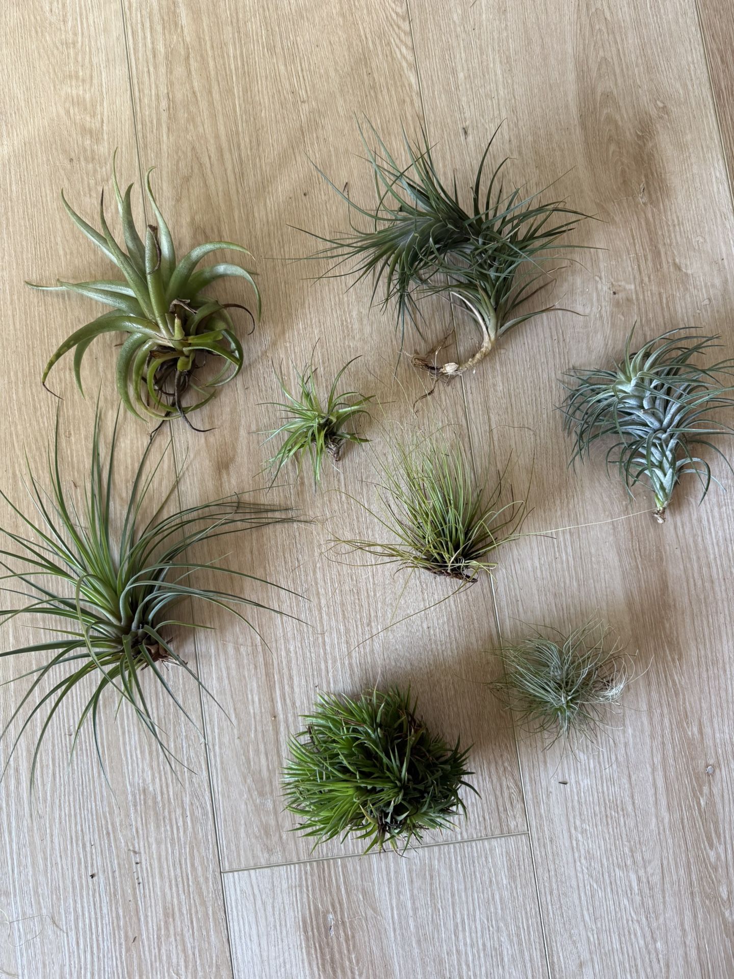 Tillandsia Air Plants